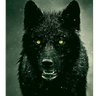 BlackWolve