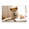 akitaaa