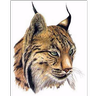 selgas78
