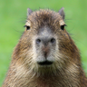 holyHeccCapybara