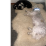 xronsonspice25