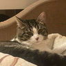 g7332008