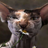 samcarter