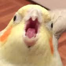 NobreCajito