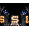cat01