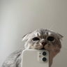 Lacoste69