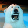 EL_OSO_RE_DURO