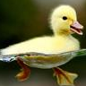 VetrolTransport