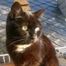 Germancat