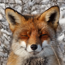 MrFox