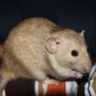 Rattyguy01