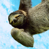 veryslothysloth