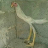 Thin_Chicken