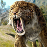 Taocat72
