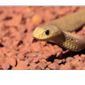 Slither76