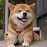 xiaoku