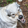 Greywolf_58