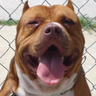inkedpitbull