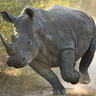 RhinoTrucking