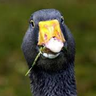 TheFiskGoose