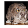 HyperRabbit12