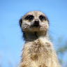 MeerkatMovers