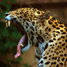 Jaguar2012