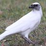 DesiredCrow