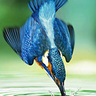 MisterBird
