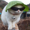 DizzyChief