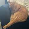 Catssaymoo