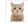 SwissCat