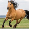 HorseChang