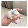 gutamurr