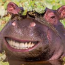 MrHappyHippo