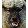 WollePolle