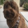 Wookiie34