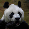 ShinePanda