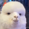 nurDanny