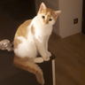 PuszoN