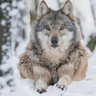 Gamerwolfof2010