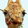 NaughtyGiraffe