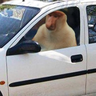 Snopcio