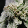 CannabisLove420