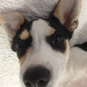 unknown1243