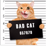 BadCat73