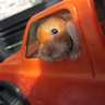 Road_Hamster