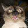 LOOKATDATCAT