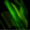 Greenpeak_
