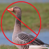 diegoose